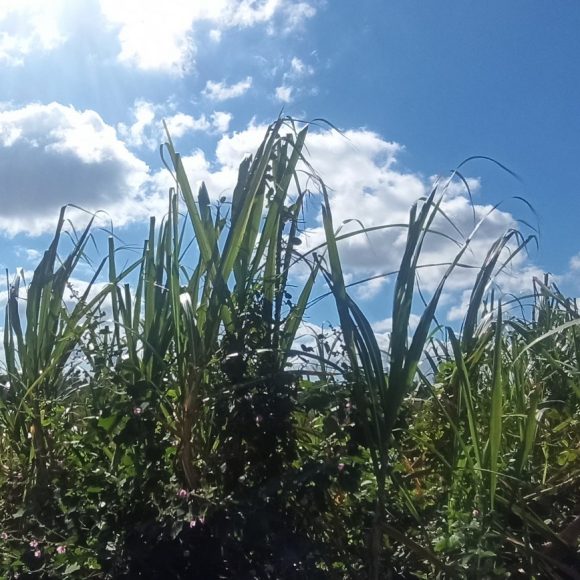 Escursione Cuba a Viñales 