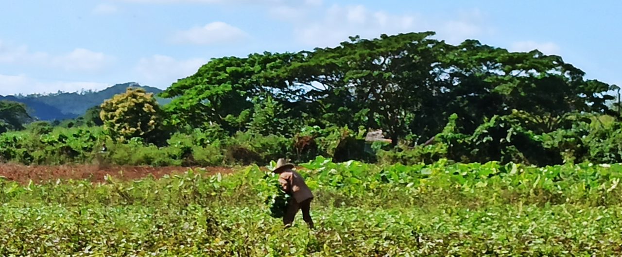 cuba STRADA DEL TABACCO
